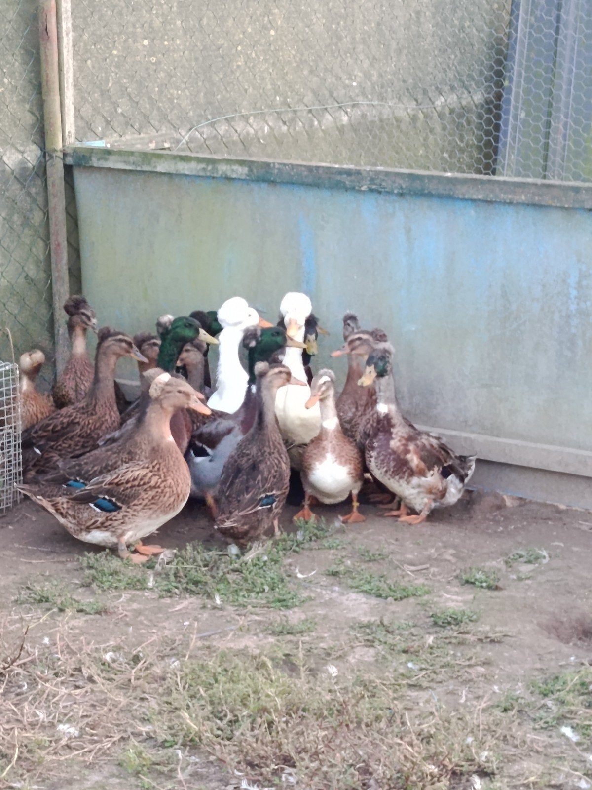 Nederlandse kuifeenden te koop, Meerdere dieren, Kip