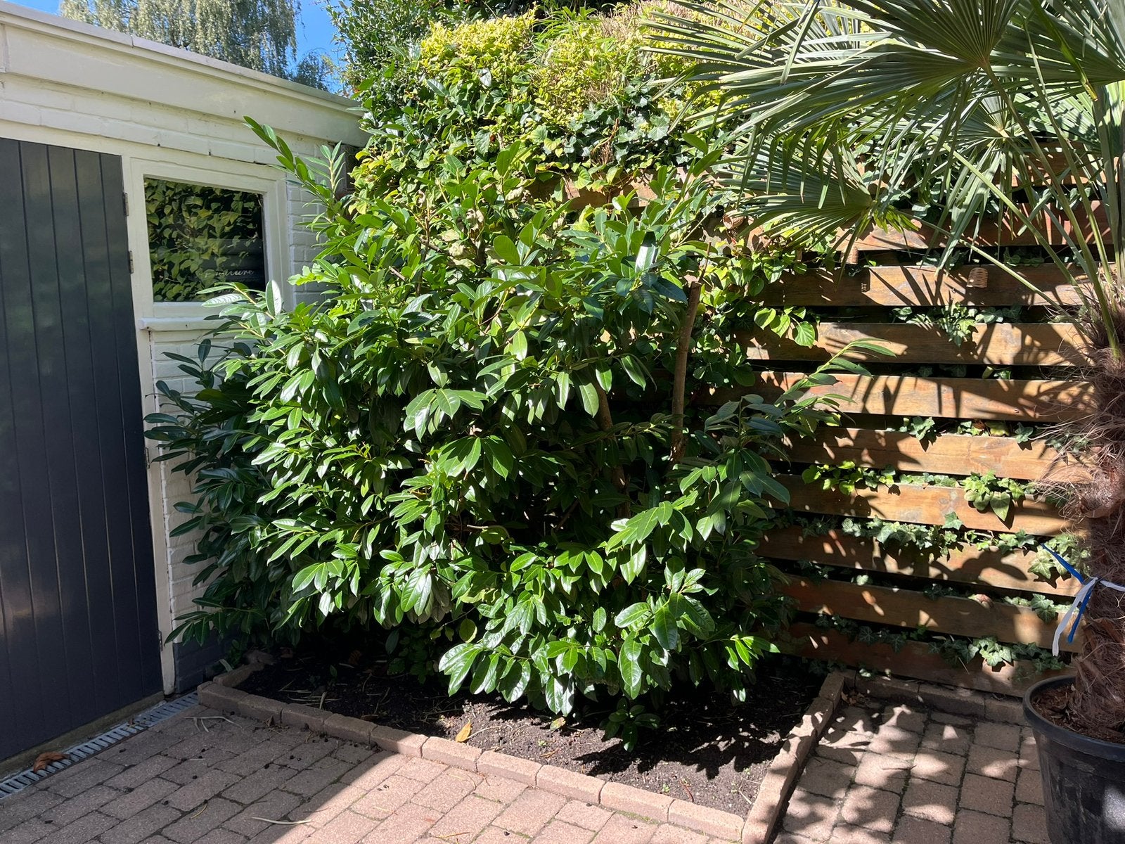 Grote Laurierkers (Prunus laurocerasus), Tuin en Terras, Volle zon, Vaste plant, Lente, Ophalen