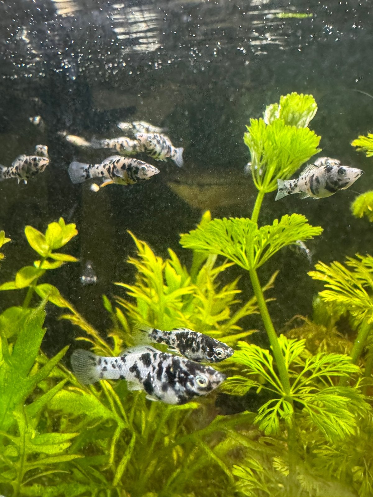 Marmer molly, Dieren en Toebehoren, Vis