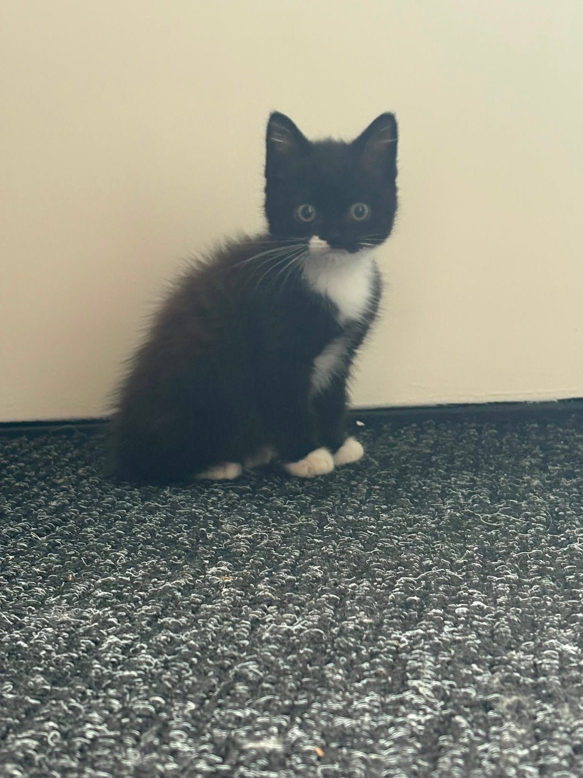Perziche x britse korthaar kitten nog 1beschikbaar, Dieren en Toebehoren, Katten en Kittens | Raskatten | Langhaar, Meerdere dieren