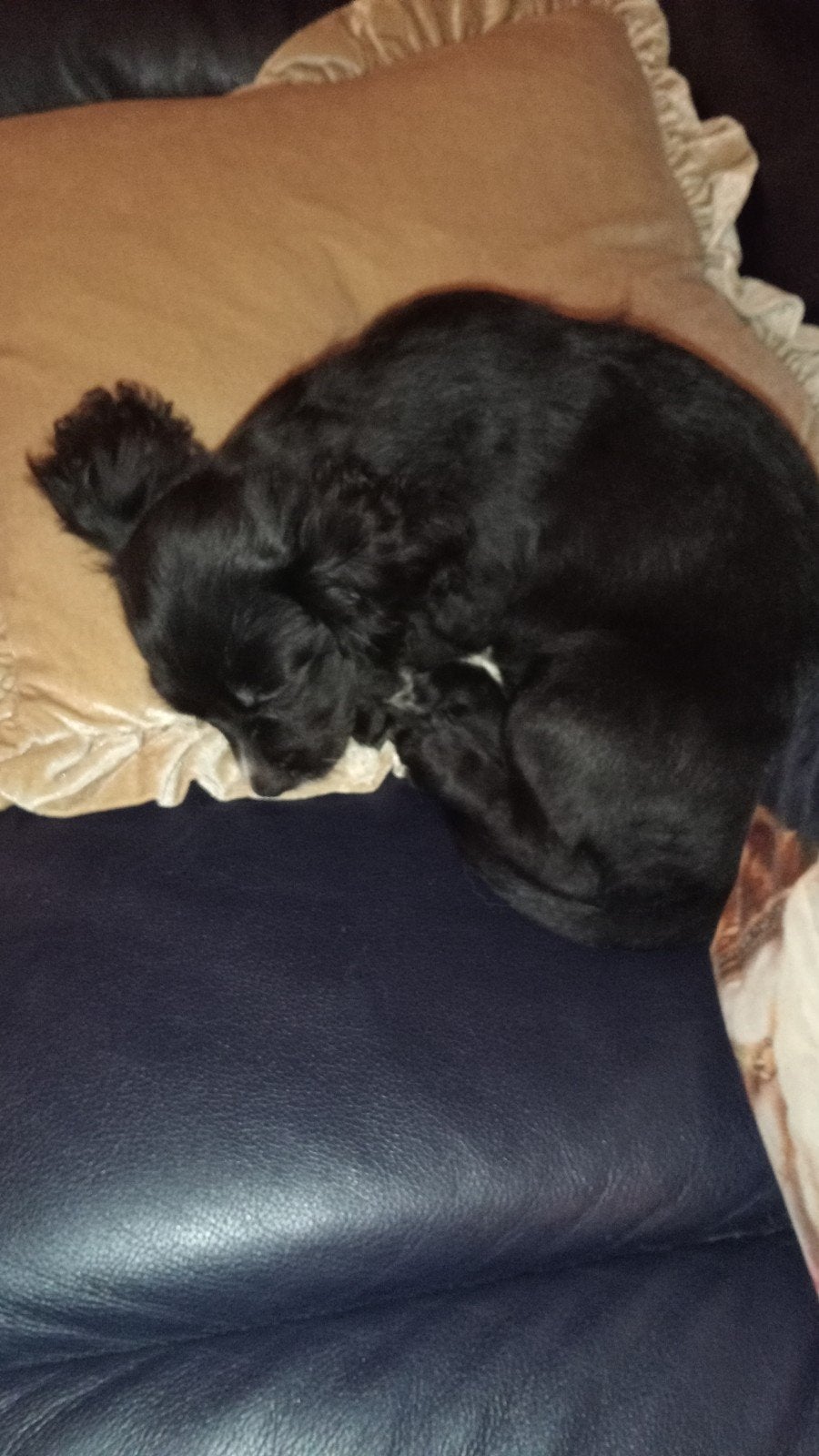 super lief aanhankelijk teefje (pup), Overige rassen, 8 tot 15 weken, Teef, Eén hond