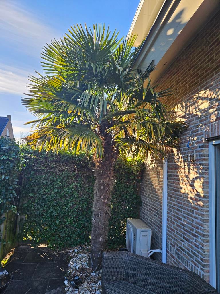 Grote palmboom, Ophalen, Overige soorten, Volle zon