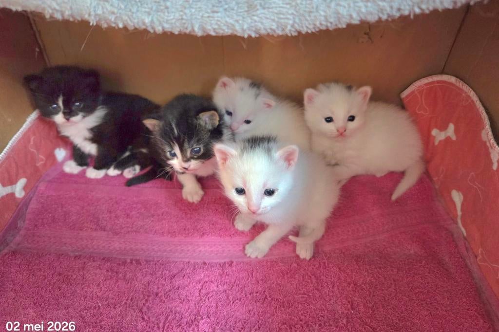 Ragdoll, Siamees, siamese,  kittens, Dieren en Toebehoren, Meerdere dieren