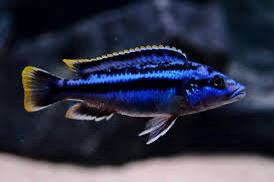 Melanochronis kazkazini ( malawi cichlide ), Dieren en Toebehoren, Vissen | Aquariumvissen, Vis