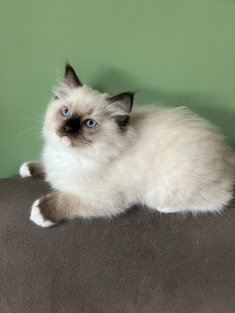 Prachtige Ragdoll kittens met stamboom, Dieren en Toebehoren, Meerdere dieren, Met stamboom, 0 tot 2 jaar