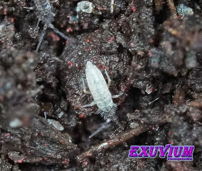 cf. Tomocerus minor springstaartjes, Overige soorten