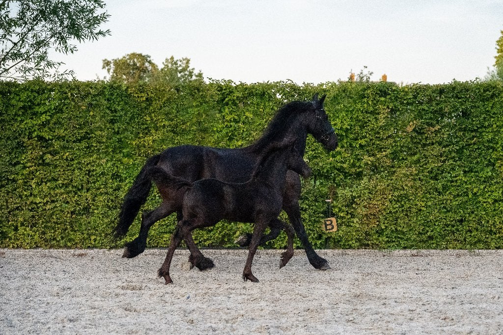 Fries merrieveulen vol papier  Pelle x Gerben, Dieren en Toebehoren, Merrie, Minder dan 160 cm, Met stamboom, Niet van toepassing