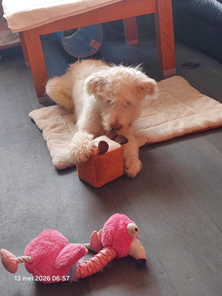 zuid russische herder, Rabiës (hondsdolheid), 15 weken tot 1 jaar, Reu, Eén hond