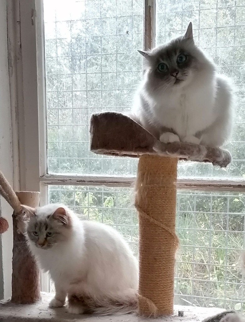 heilige birmaan kittens te koop, Meerdere dieren, 0 tot 2 jaar