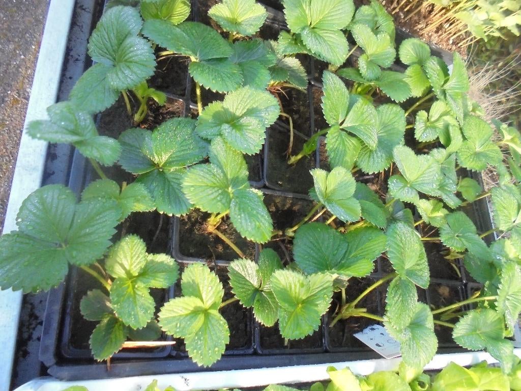aardbeienplantjes, Tuin en Terras, Volle zon, Vaste plant, Ophalen of Verzenden, Fruitplanten