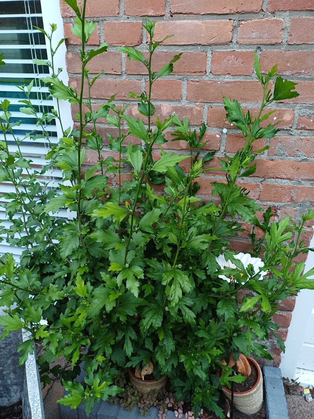 Hibiscus struiken, Ophalen, Overige soorten, Minder dan 100 cm