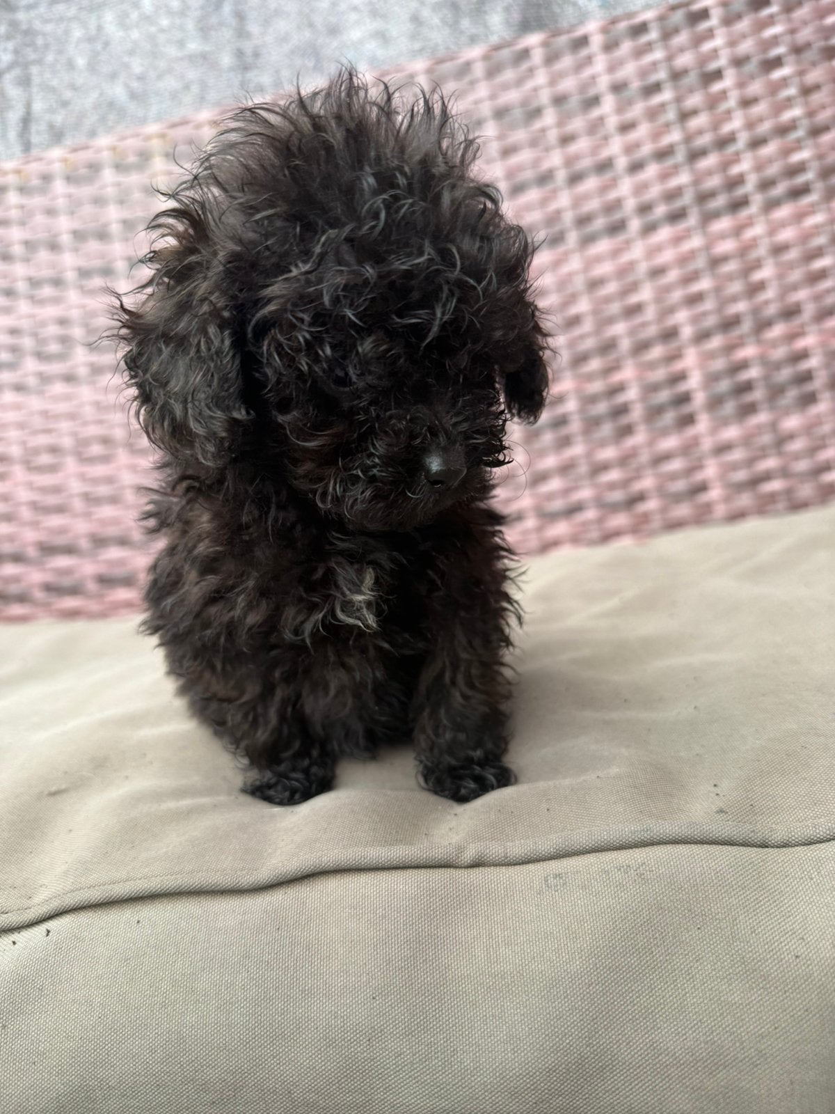 Labradoodle x toy poedel pup reutje, Poedel, Parvo, Reu, 8 tot 15 weken