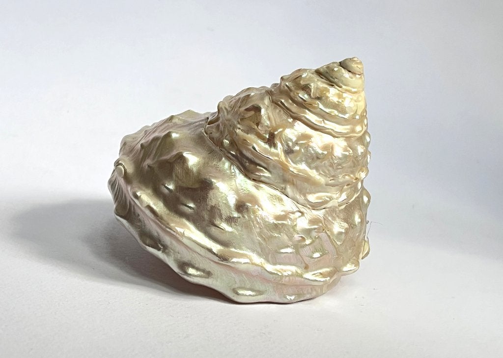 Gepolijste grote Trochus Niloticus parelmoer schelp, Ophalen of Verzenden, Schelp(en)