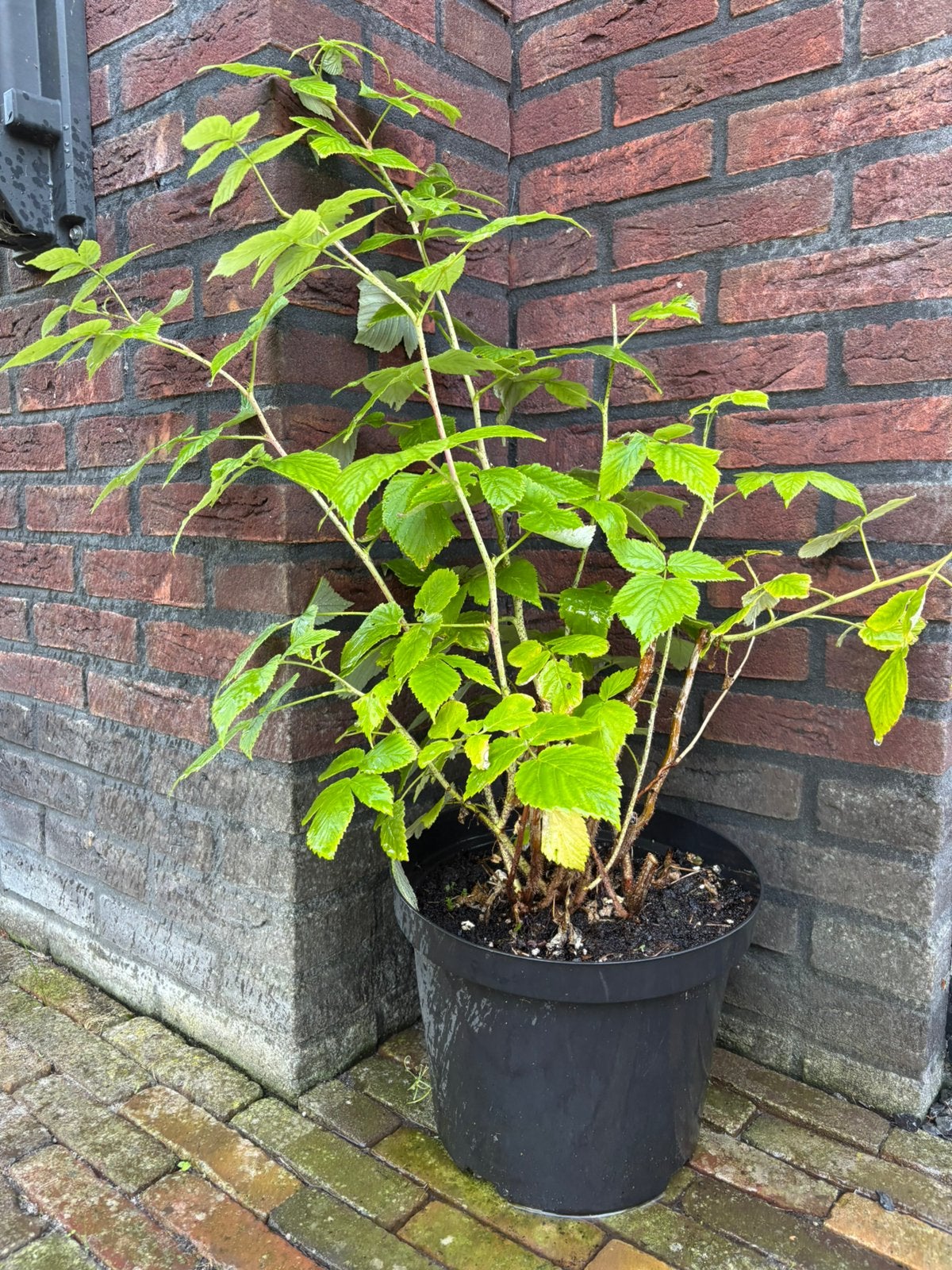 Frambozenstruik, Ophalen, Overige soorten, Volle zon