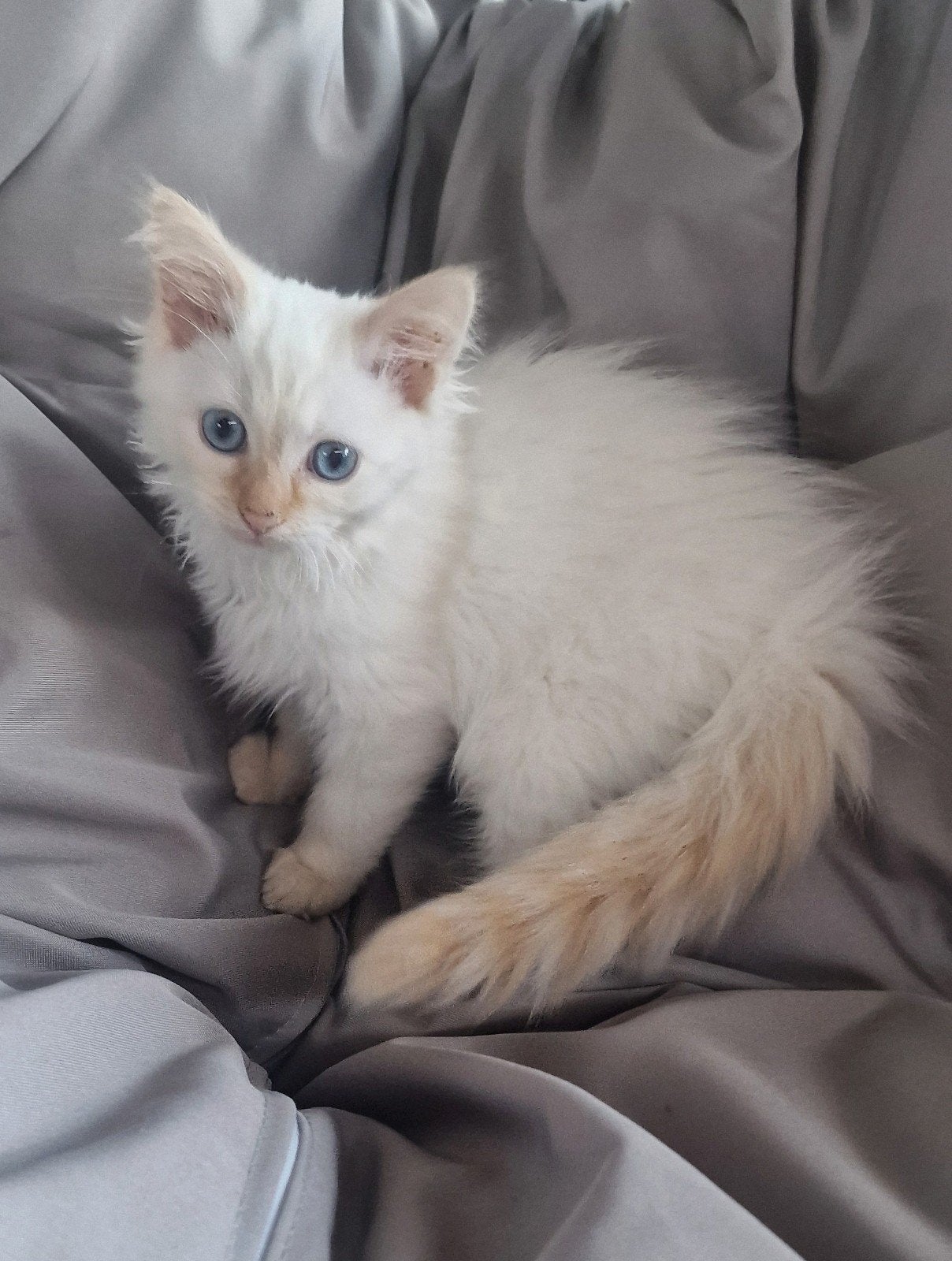 ragdoll kittens, Meerdere dieren, Ontwormd