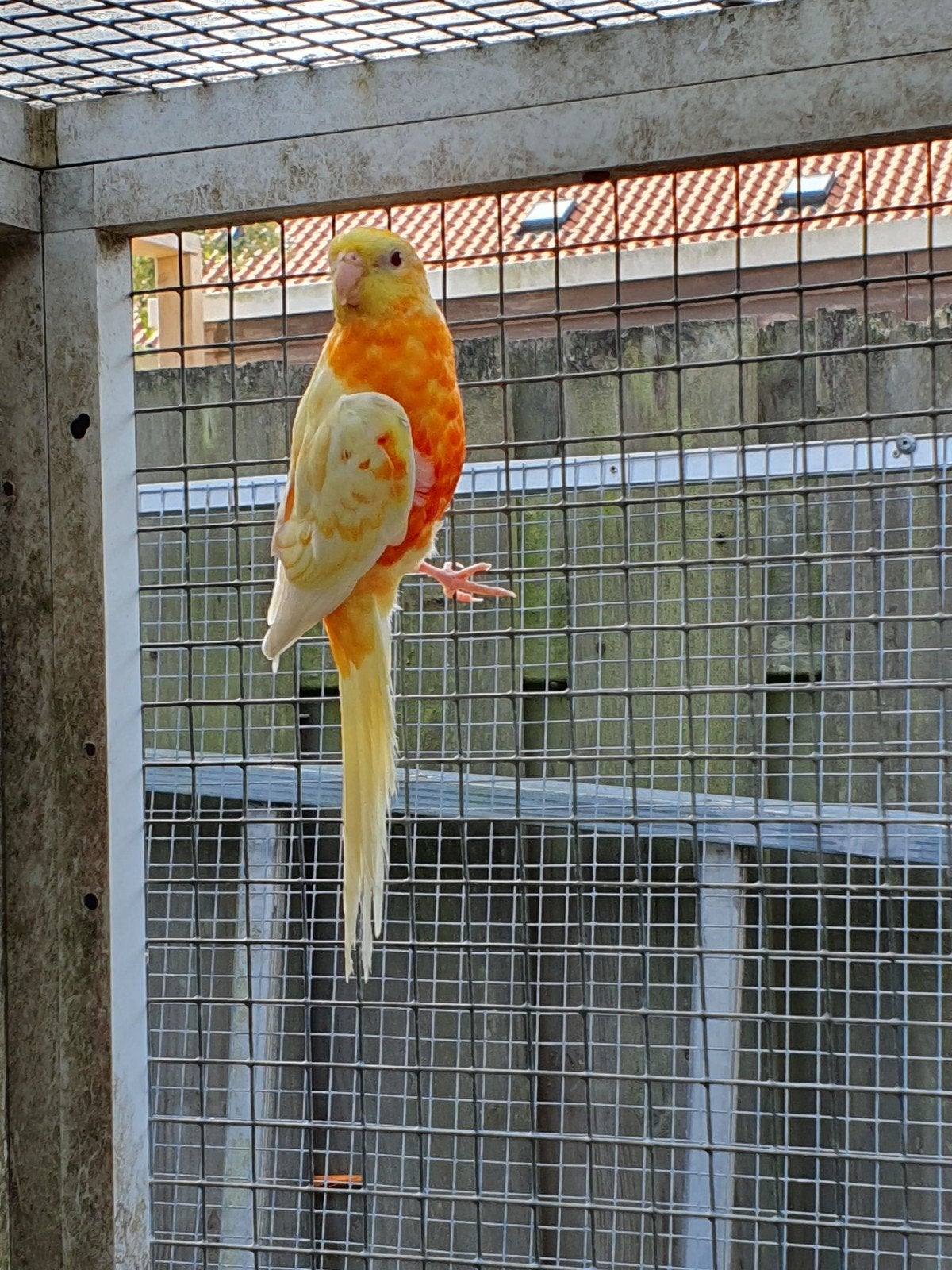 roodruggen, Mannelijk, Parkiet