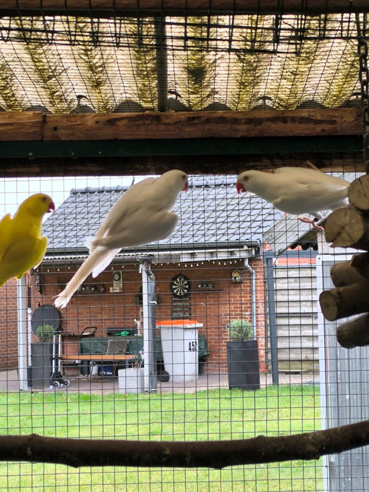 Halsbandparkiet lutino, Dieren en Toebehoren, Vrouwelijk, Kleurkanarie