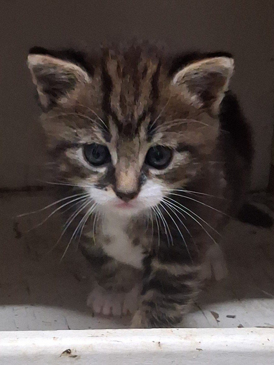 SUPERLIEVE EN  SPEELSE KITTENS, Meerdere dieren
