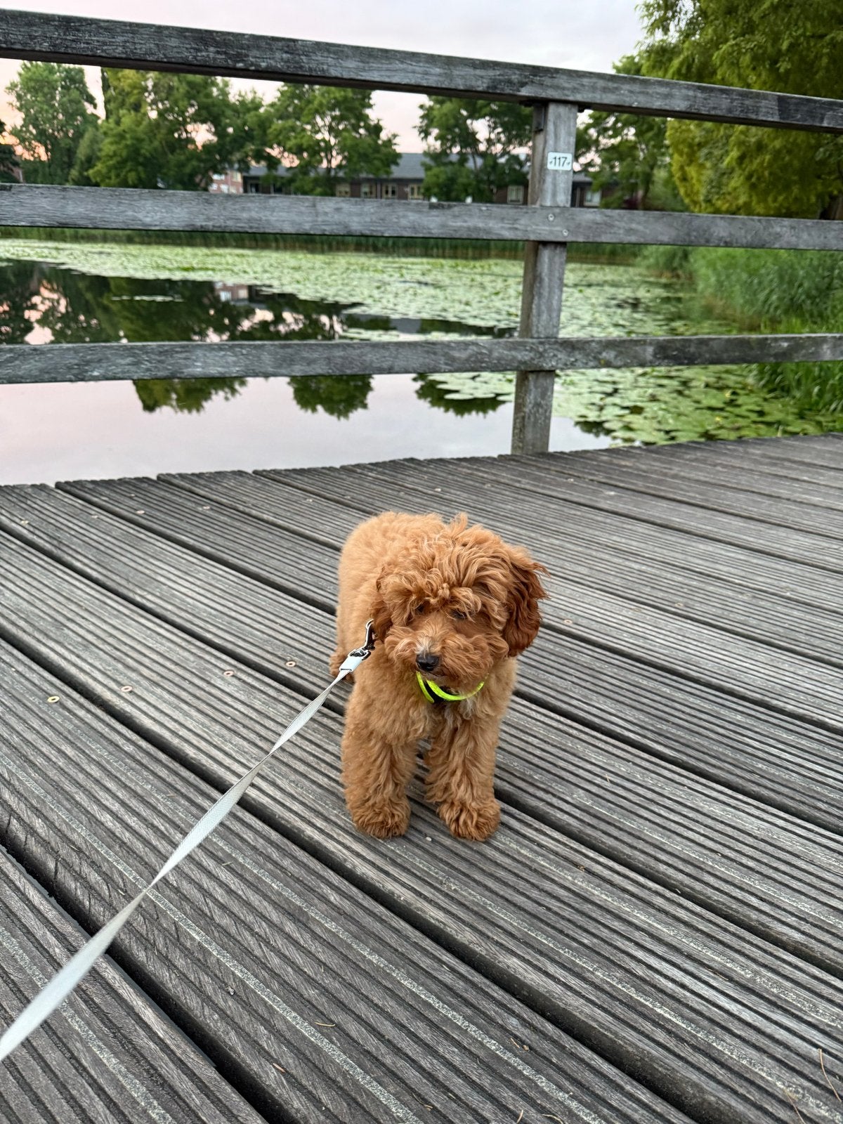 Toy Puddel Puppy, Dieren en Toebehoren, Honden | Niet-rashonden, Fokker | Hobbymatig, 15 weken tot 1 jaar, Buitenland, Teef