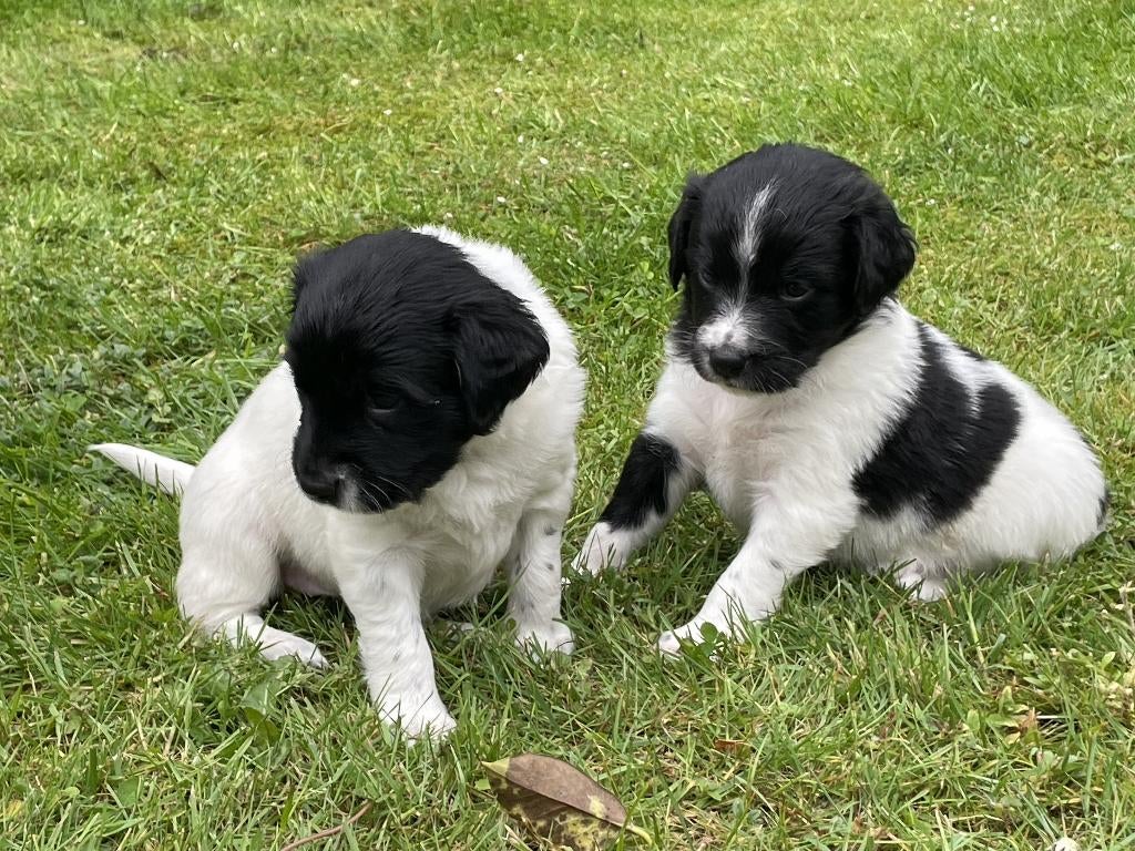 Hele vrolijke Friese Stabij X Border Collie pups, Parvo, 8 tot 15 weken, Meerdere, Meerdere dieren