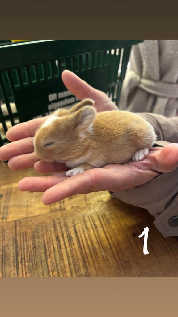 Baby konijntjes, Dieren en Toebehoren, Konijnen, Geslacht onbekend, Dwerg, 0 tot 2 jaar