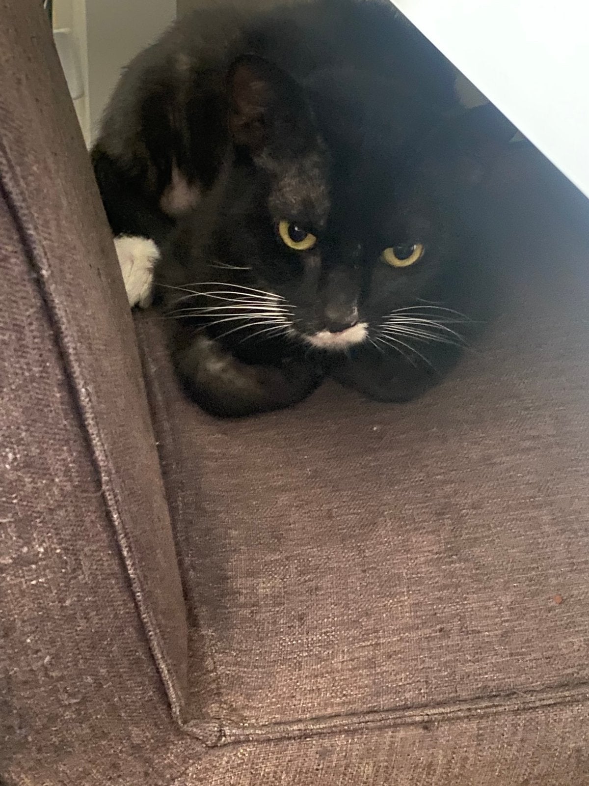 2 gratis lieve katten, Dieren en Toebehoren, Kater