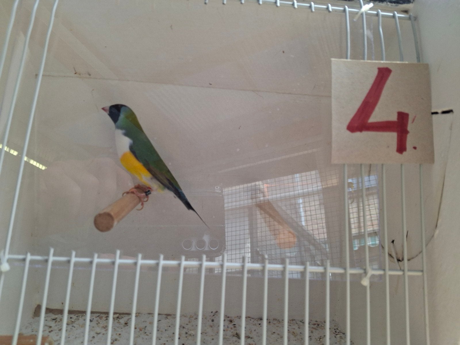 Gouldamadine, Dieren en Toebehoren, Vogels | Overige Vogels, Mannelijk, Tropenvogel, Geringd