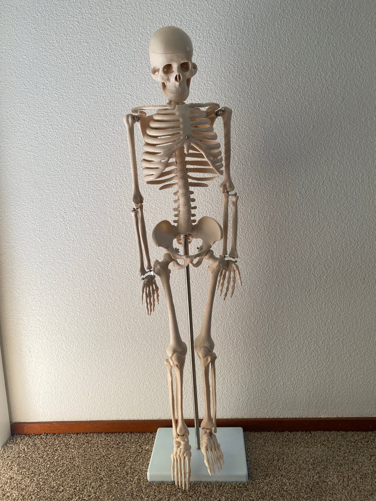 Anatomie skelet, Verzenden, Zo goed als nieuw