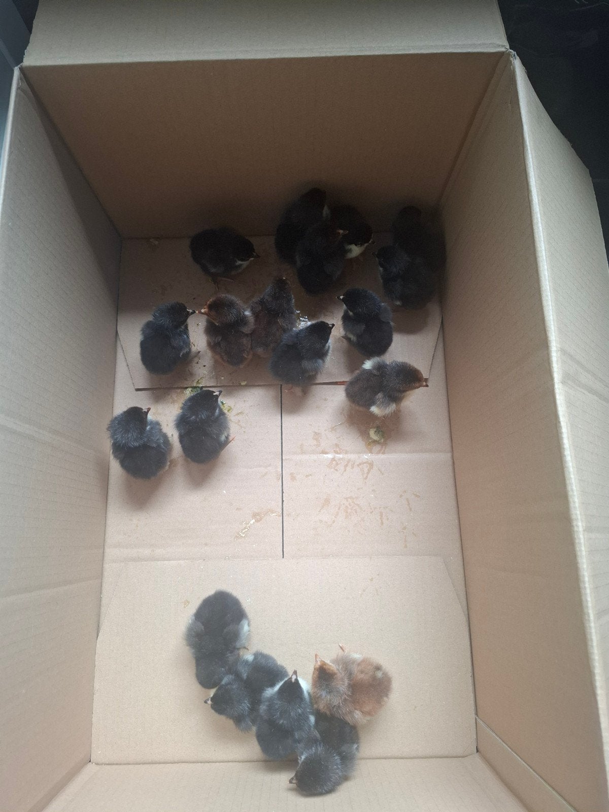 Eendagskuikens brahma x orpington, Dieren en Toebehoren, Meerdere dieren, Kip