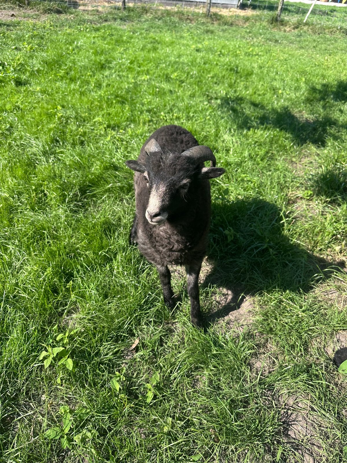 Quasant rammetje, Mannelijk, Schaap