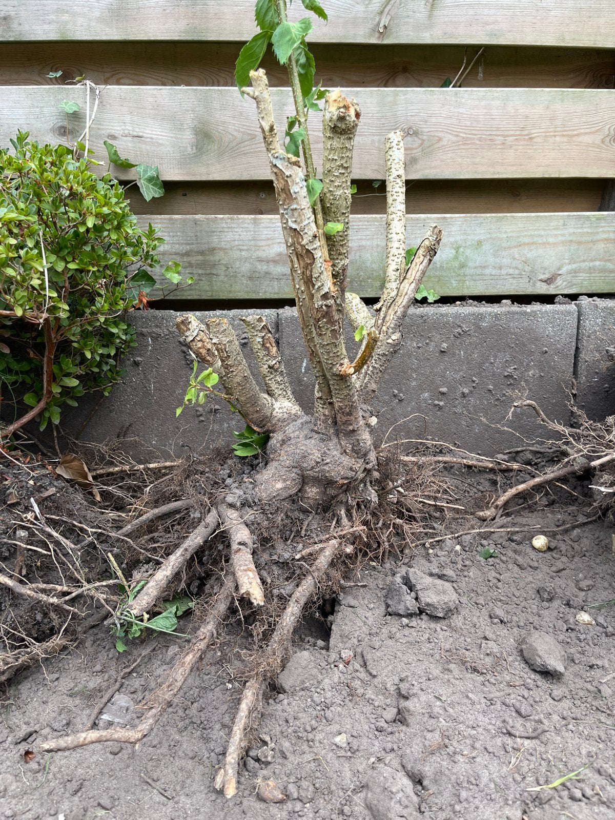 Forsythia struik zoekt nieuwe plek na renovatie, Volle zon, Vaste plant, Lente, Ophalen