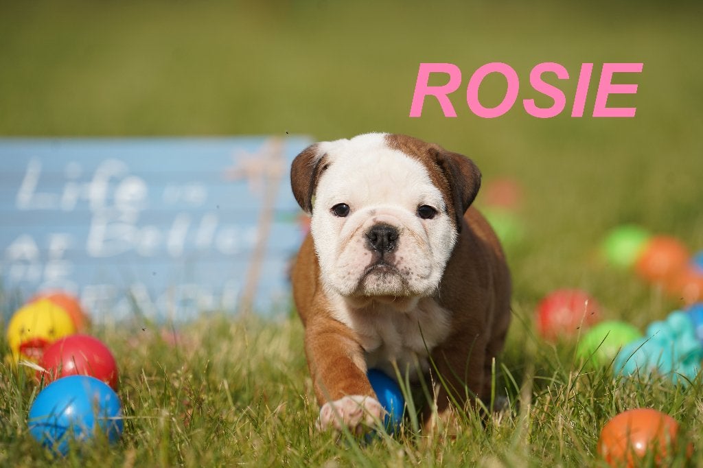 Prachtige en gezonde Engelse Bulldog puppy’, Dieren en Toebehoren, Honden | Bulldogs, Pinschers en Molossers, 8 tot 15 weken, Buitenland