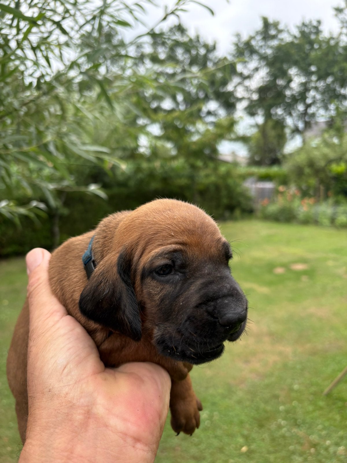 Hannover Zweethond puppys, Parvo, Overige rassen, 8 tot 15 weken, Meerdere