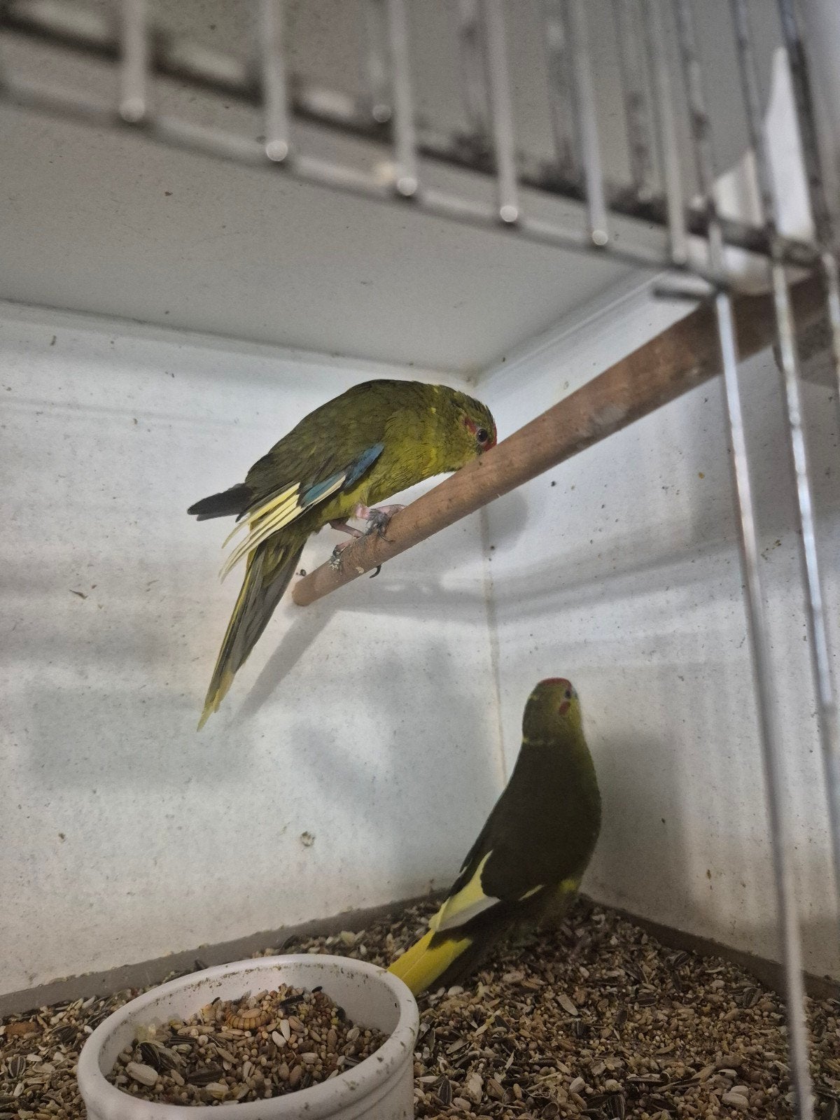 kakariki's koppels, Dieren en Toebehoren, Vogels | Parkieten en Papegaaien, Meerdere dieren, Parkiet, Geringd