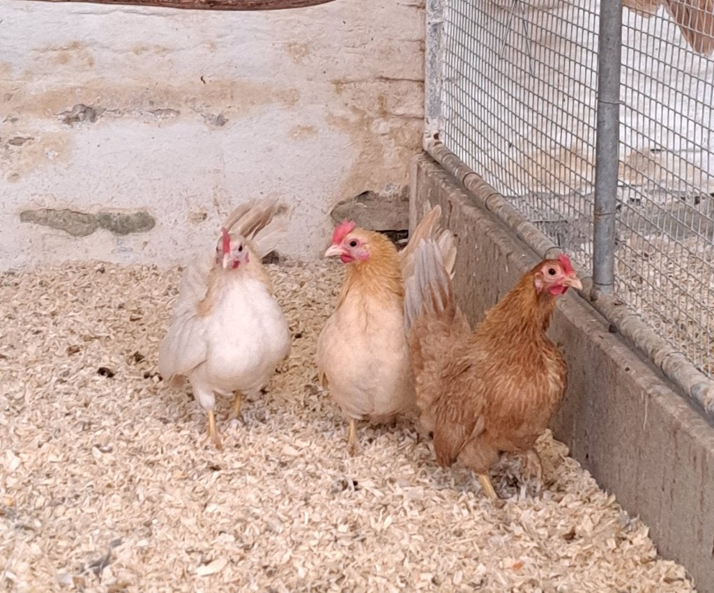 Trio Serama's, Dieren en Toebehoren, Pluimvee, Vrouwelijk, Kip