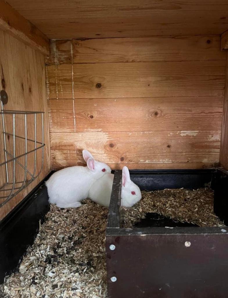 Konijn, jong, albino, wit,, Dieren en Toebehoren, Konijnen, Meerdere dieren, Middelgroot, 0 tot 2 jaar