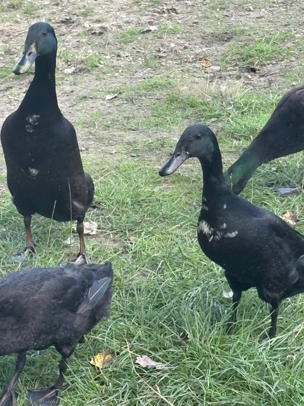 Indische loopeenden, Dieren en Toebehoren, Meerdere dieren, Eend