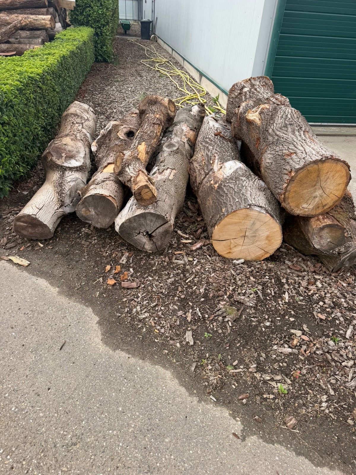 7 eiken essen stammen voor 150 euro !!!, Minder dan 3 m³, Ophalen