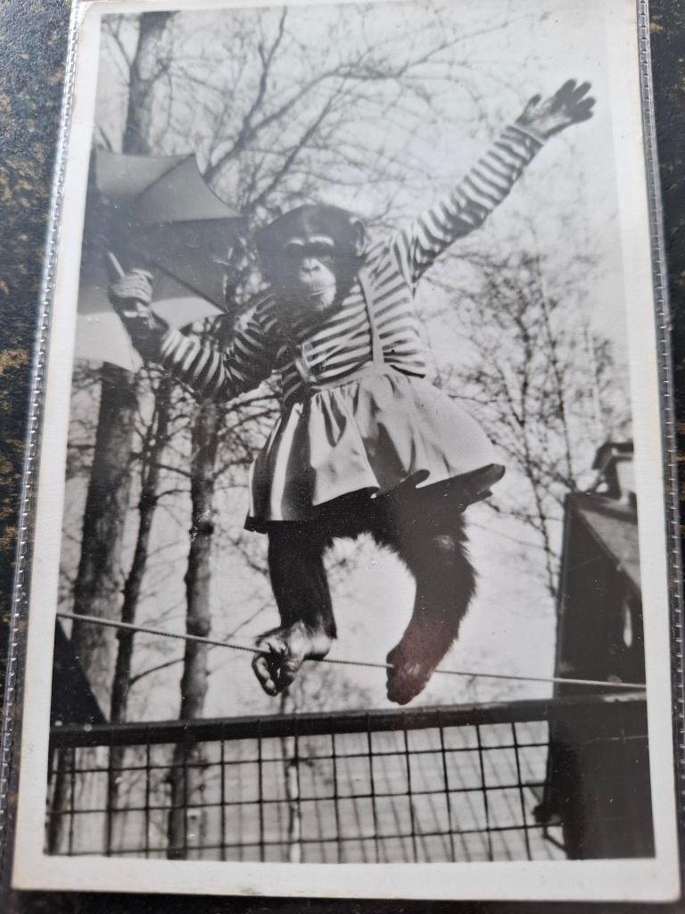 Zoo, Ophalen of Verzenden, 1960 tot 1980, Gelopen, Wild dier