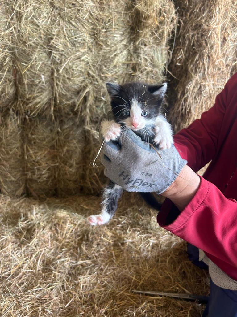 kittens, Meerdere dieren, 0 tot 2 jaar