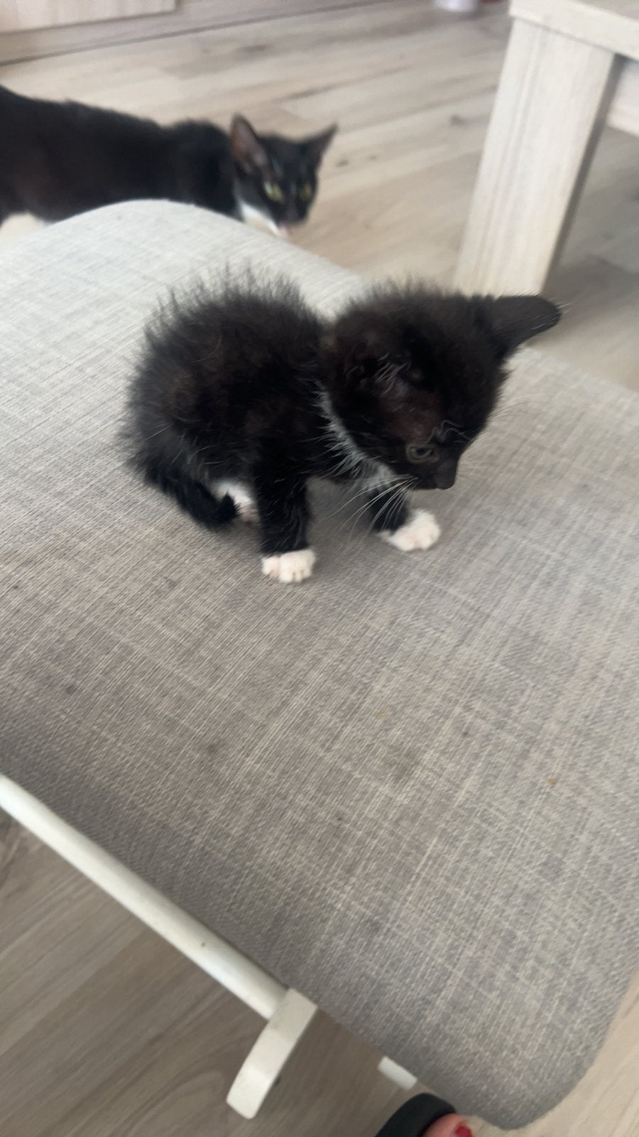 Kittens, Dieren en Toebehoren, Katten en Kittens | Overige Katten, Poes