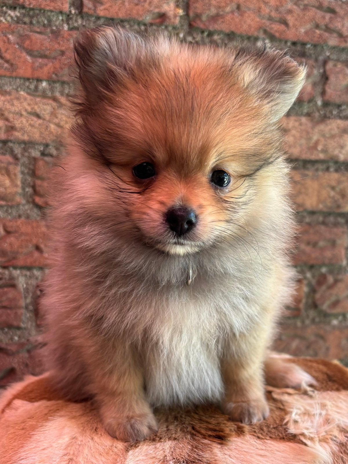 Pomeriaan pups, Parvo, Keeshond, 8 tot 15 weken, Meerdere