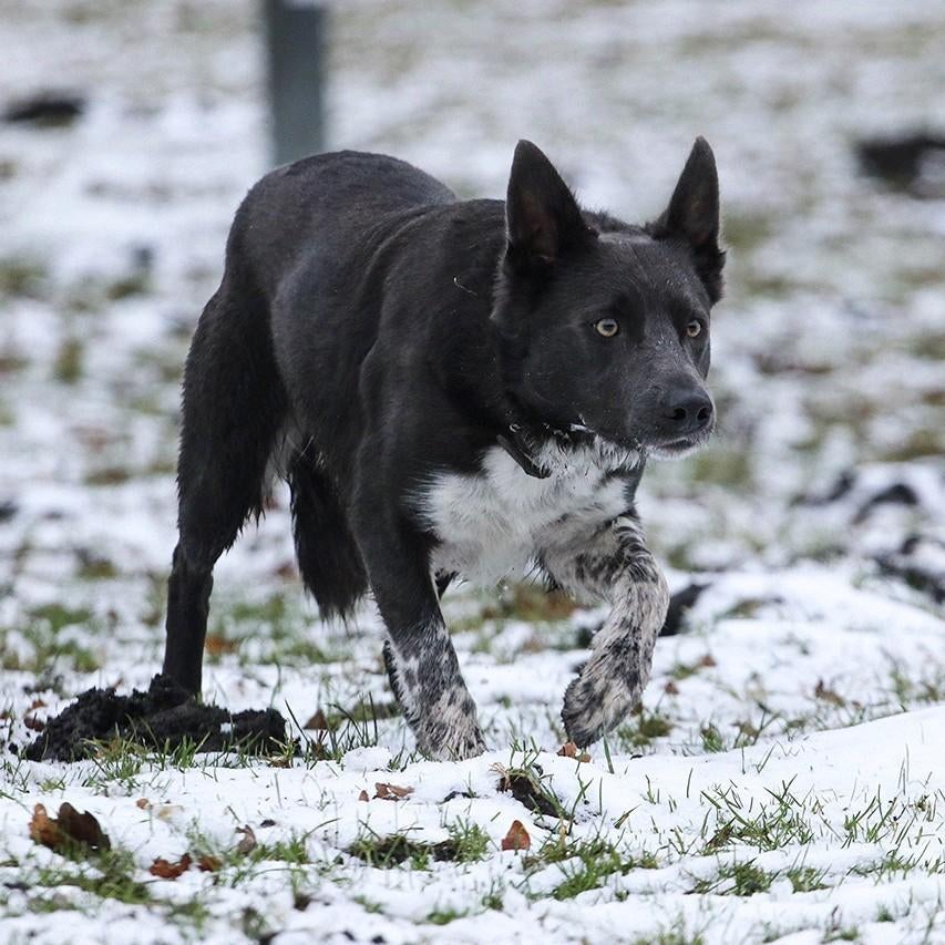 Border Collie Dekreu Blauw Wit, Dieren en Toebehoren, Honden | Herdershonden en Veedrijvers, Reu, 1 tot 2 jaar, Collie, Parvo