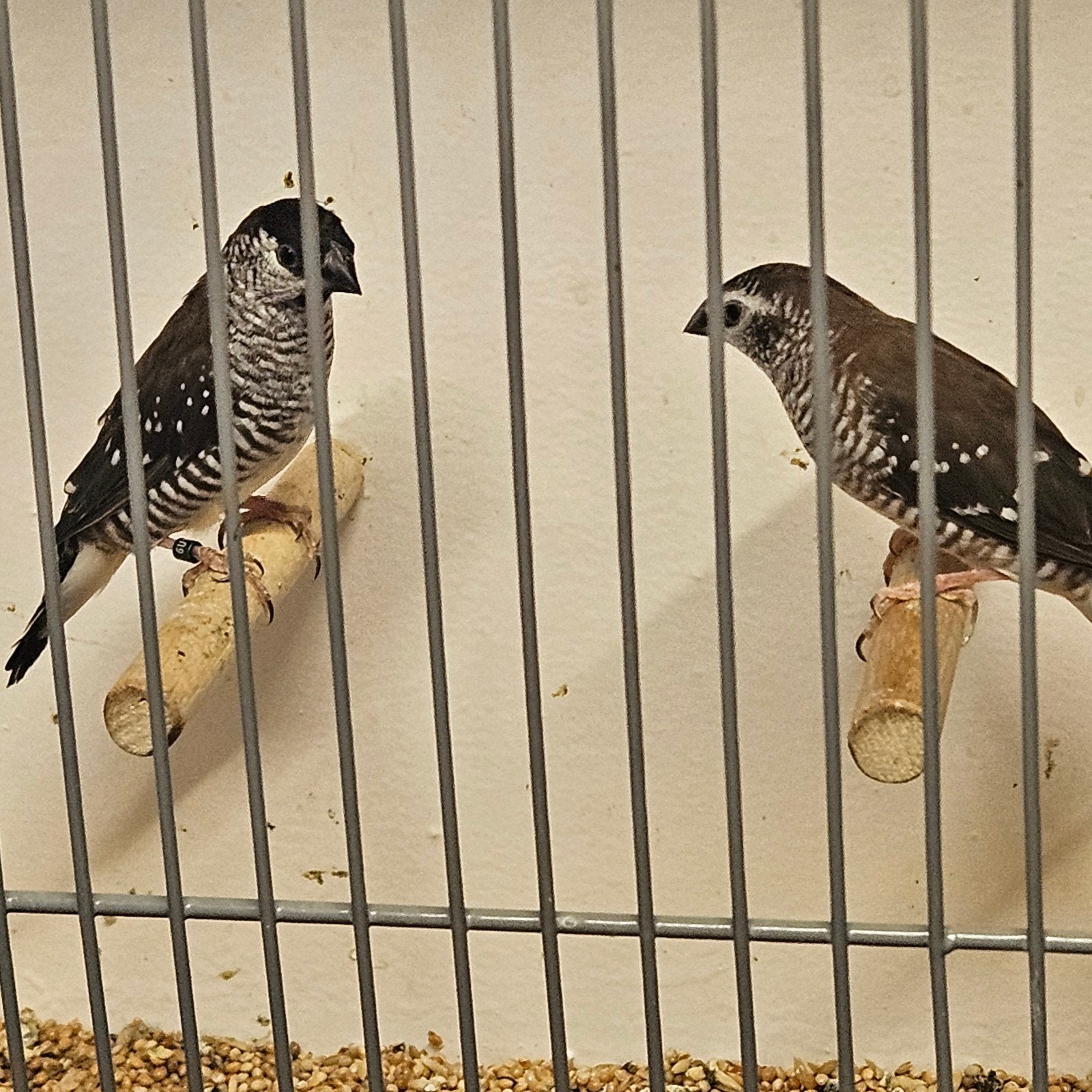 koppels ceresamadines, Meerdere dieren, Tropenvogel