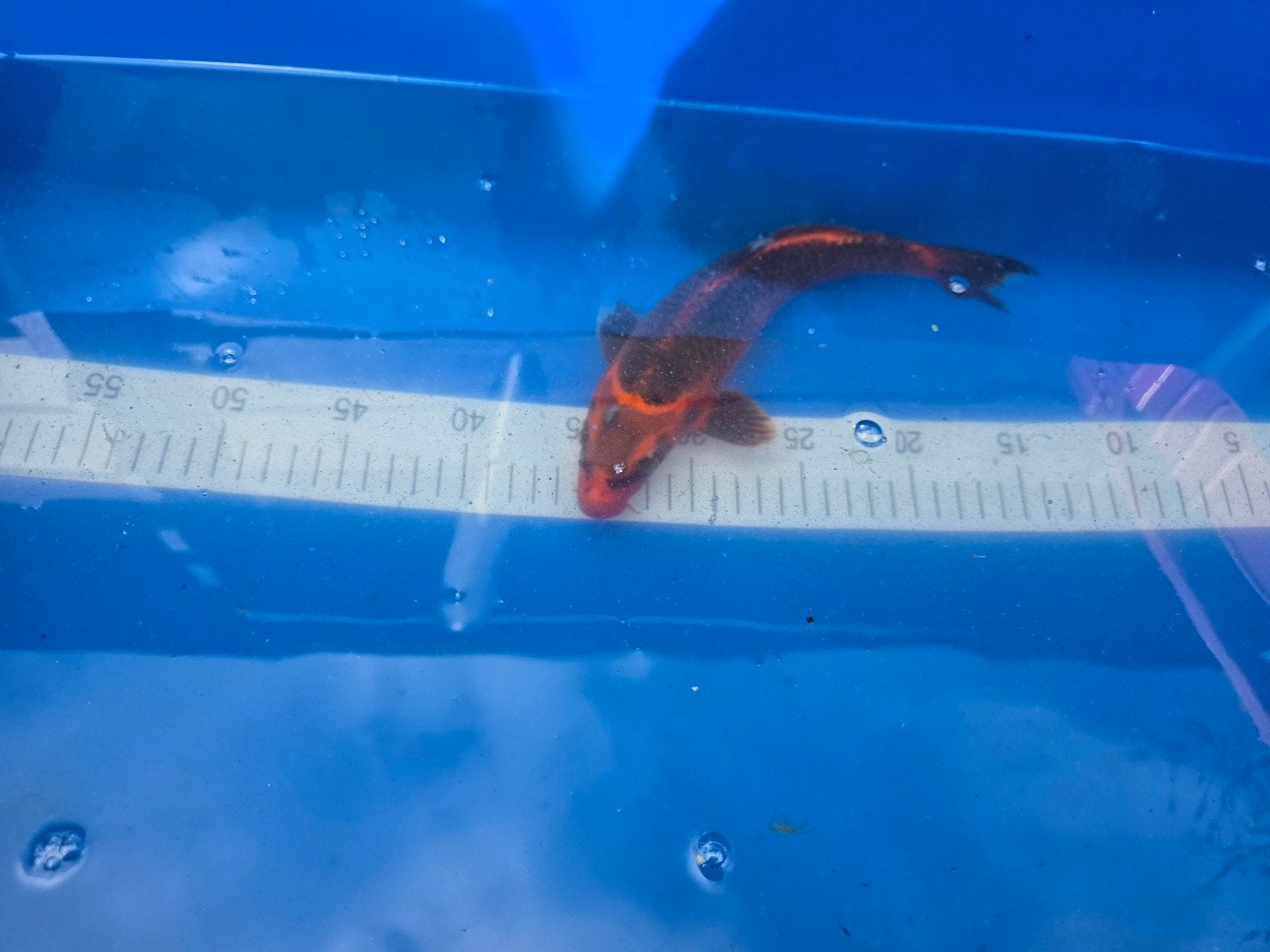 leuke koi karpers, Karper of Koi