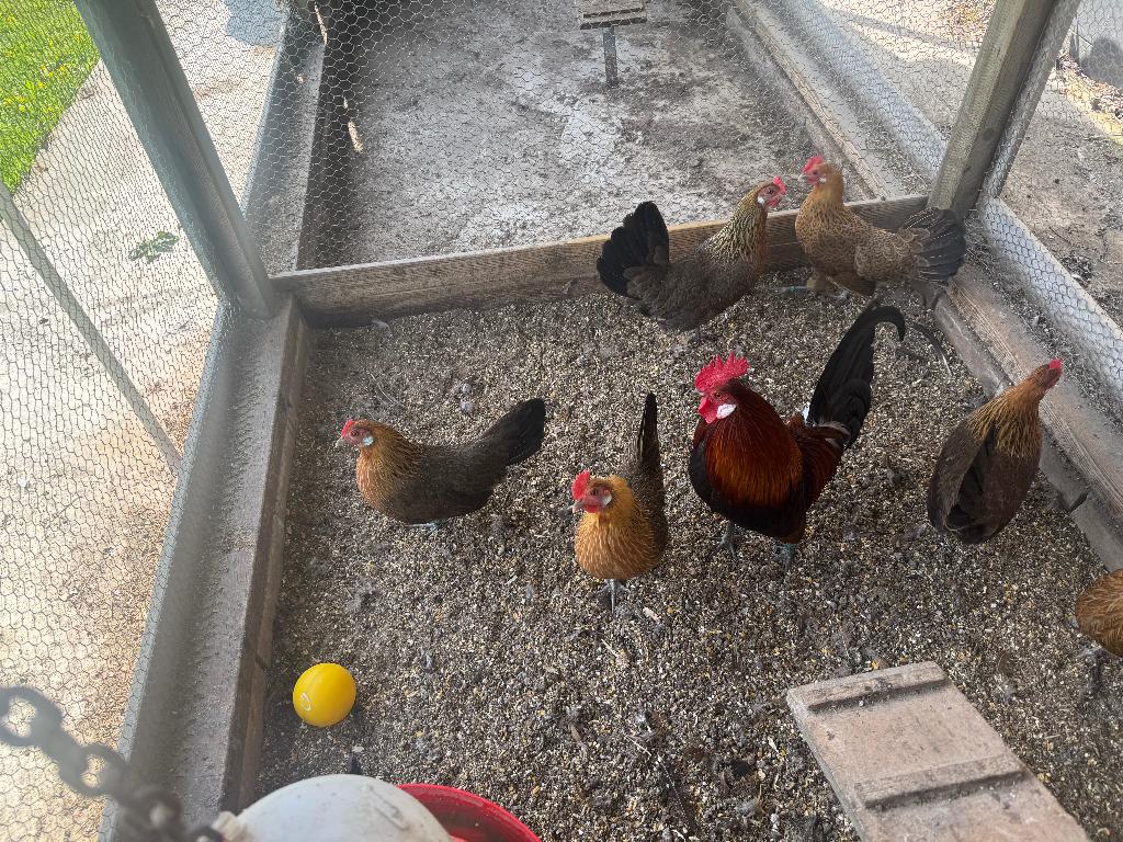 Haan Hollandse kriel ruilen, Dieren en Toebehoren, Mannelijk, Kip