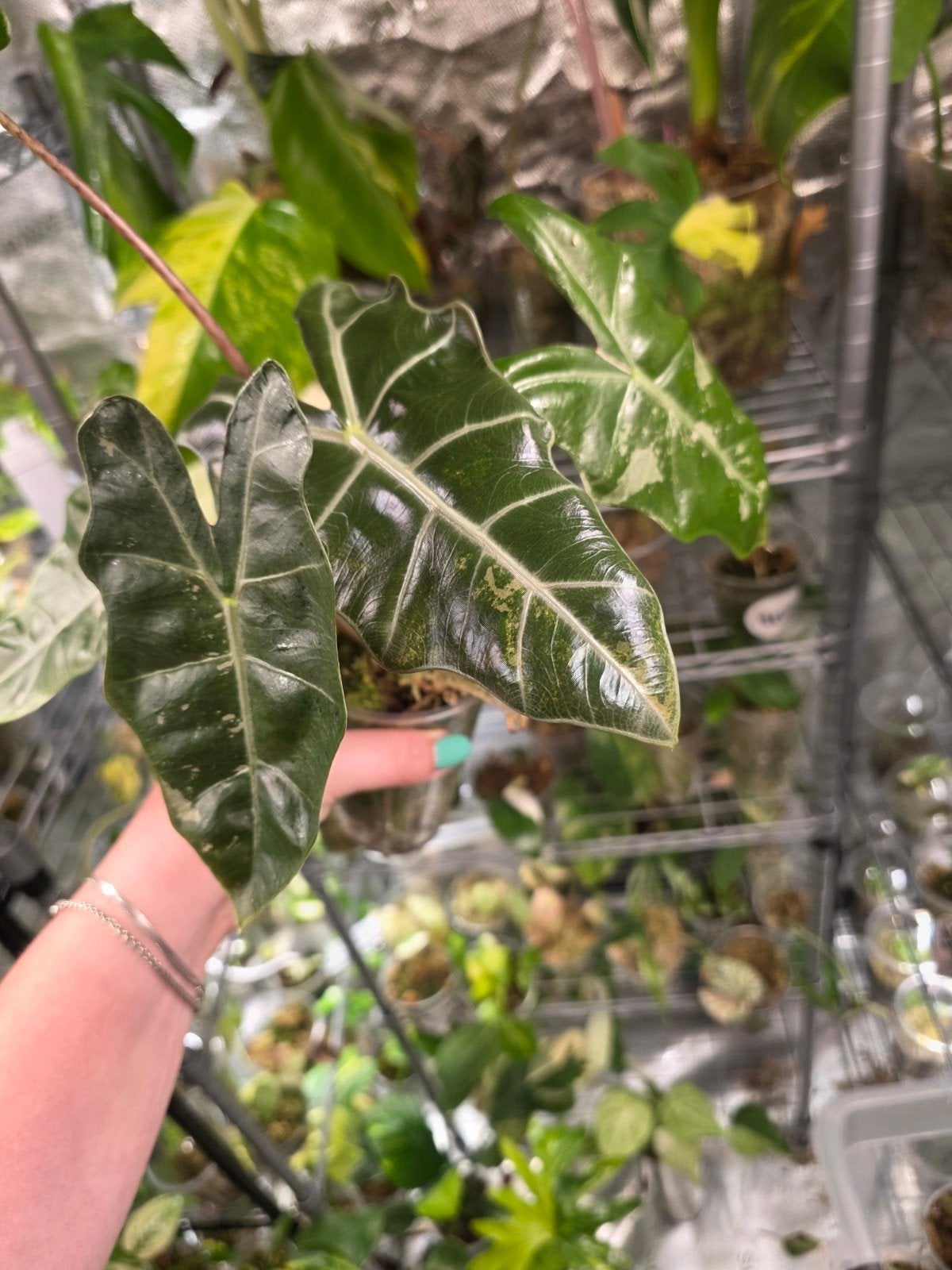 alocasia pseudo sanderiana pink low vari, Ophalen of Verzenden