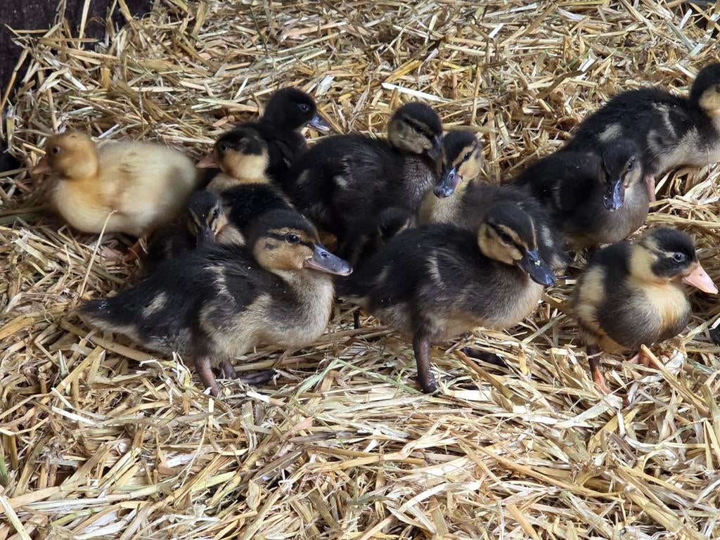 Jonge eendjes, Meerdere dieren, Eend