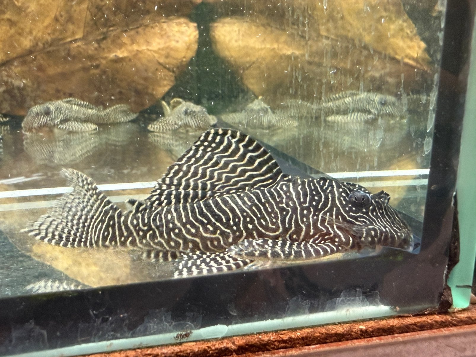 L260 Hypancistrus Queen Arabesque, Dieren en Toebehoren, Vis, Zoetwatervis