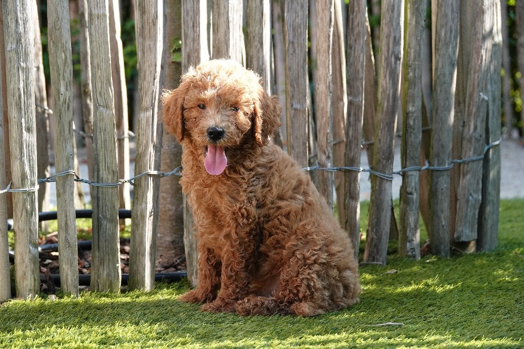 Prachtige abrikoos/rode Mini-Labradoodle pup, met stamboom, België, CDV (hondenziekte), 8 tot 15 weken, Eén hond
